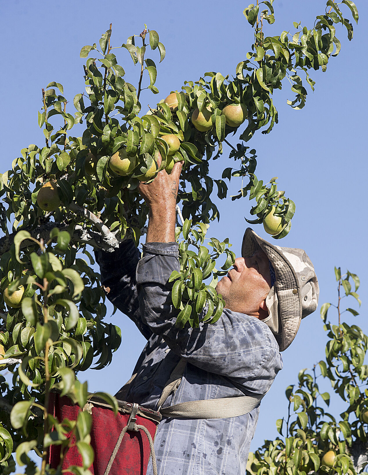 200830-bizag-pearcrop 02.jpg